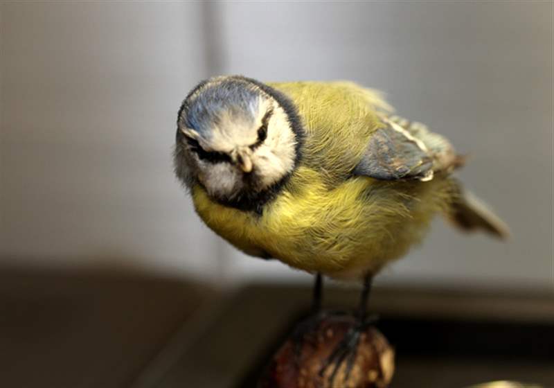 瑞士鐘表博物館中陳舊的自動(dòng)機(jī)和其他發(fā)條裝置作品-復(fù)刻表